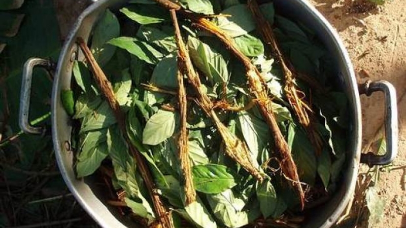Ayahuasca Çayı nedir? Faydaları ve zararları nelerdir? Ayahuasca Çayı hakkında merak edilenler