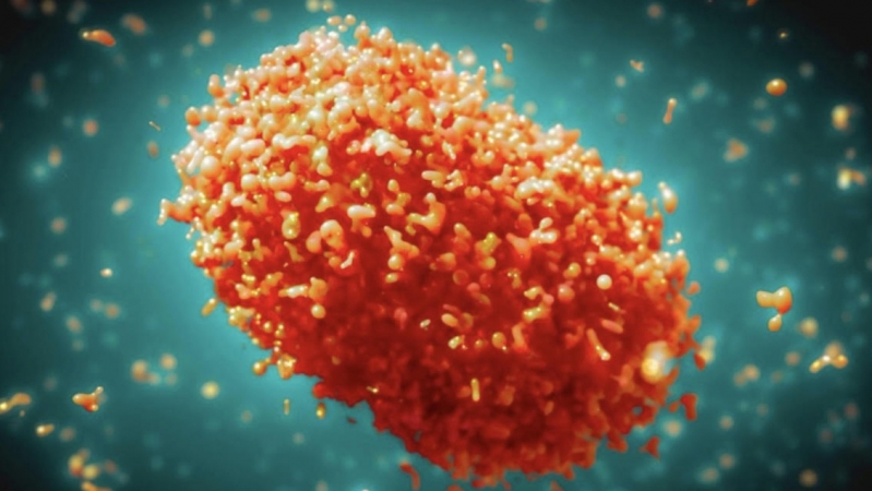 Maymun çiçeği hastalığı nedir? Belirtileri nelerdir?